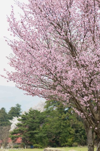 STFレンズで撮った濃いピンクの桜の画像
