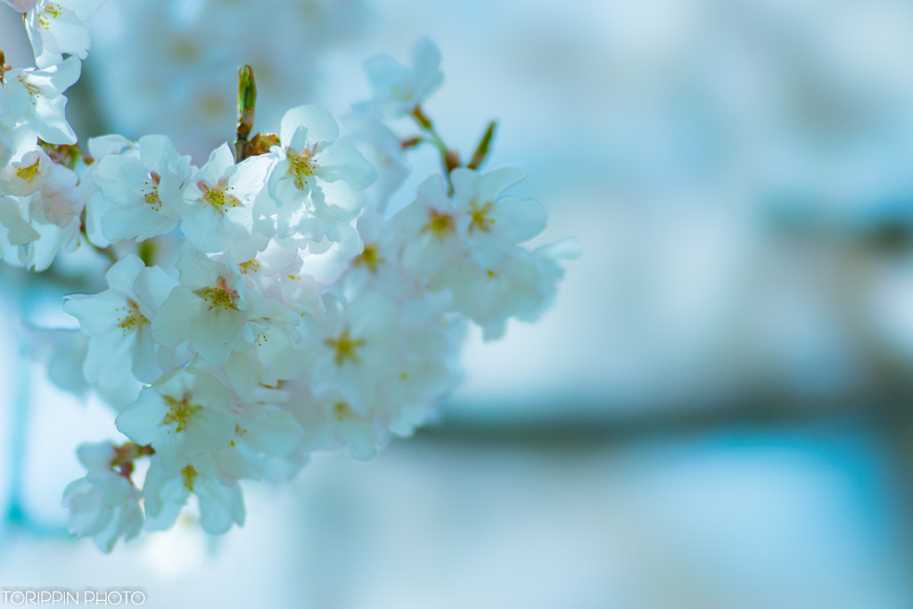 STFレンズとα7Ⅱで撮った透明感ある2016年の桜の花の画像