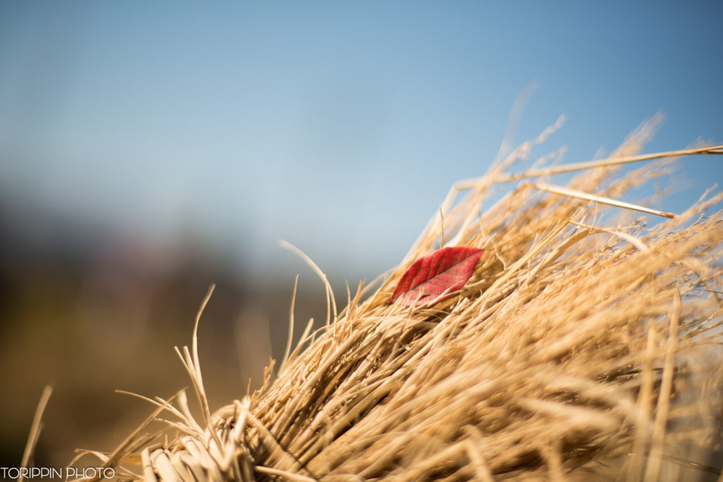 「藁と紅葉」の画像