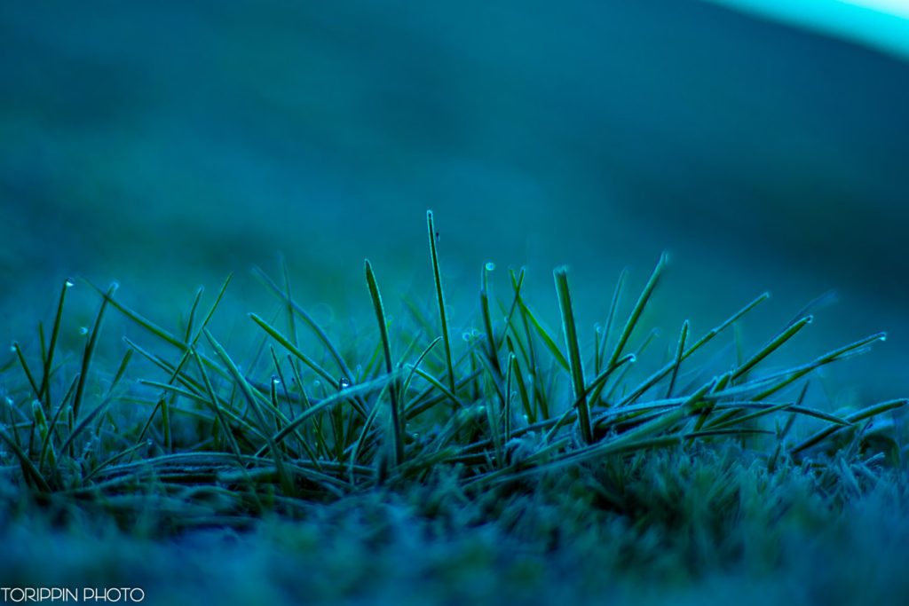 「朝露と草」の画像
